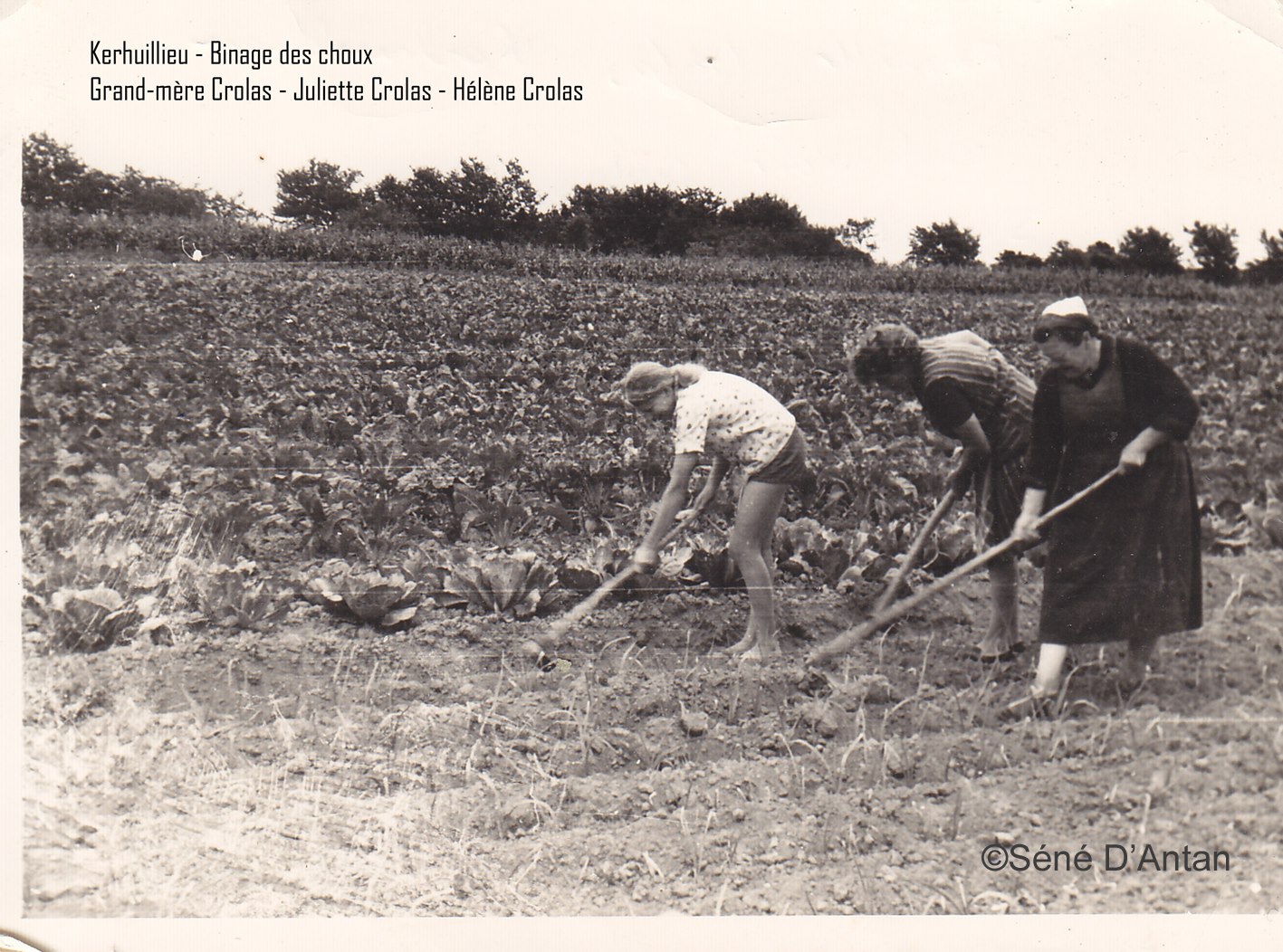 1950 Sene Choux Crolas Kerhuileu