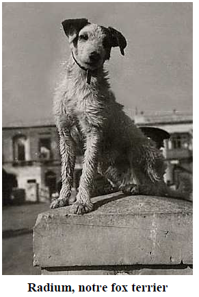 CURIE chien Radium